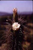 cactus1.jpg (4271 bytes)