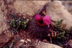 cactus2.jpg (12177 bytes)
