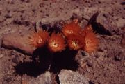 copiapoa.jpg (6933 bytes)