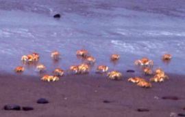 corriendo.jpg (7709 bytes)