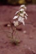flor1.jpg (4005 bytes)