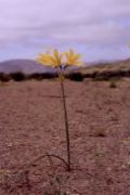 flor2.jpg (4715 bytes)