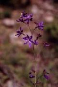 flor3.jpg (4477 bytes)