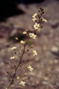 flor4.jpg (5002 bytes)