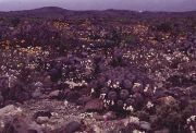 vista3.jpg (7952 bytes)